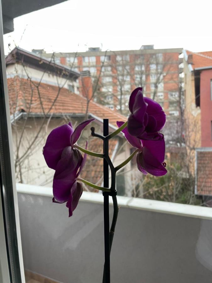 Apartman Afrodita Lux 1 Ni Екстериор снимка